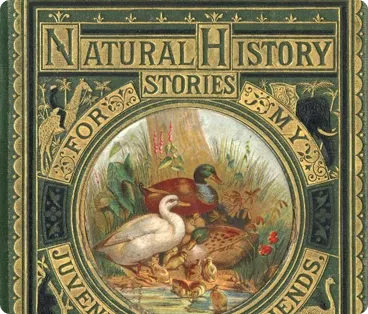 Natural History Fairies